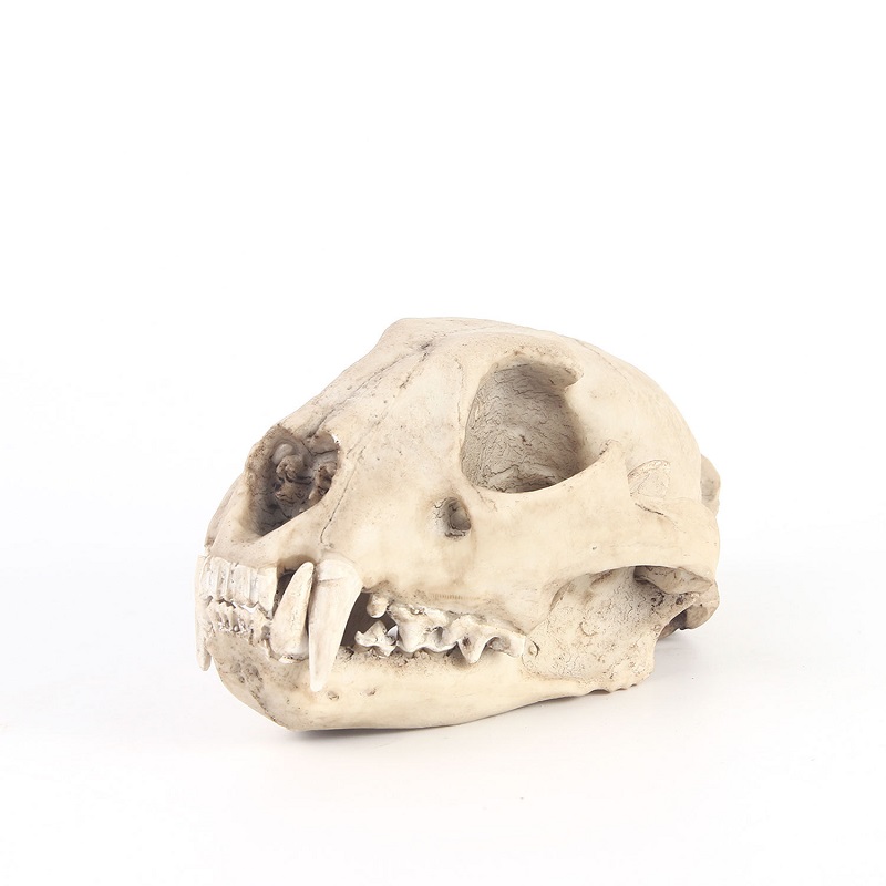 Leopard Skull Model Resin Craf - огляд і ціна Art Craft Zoo