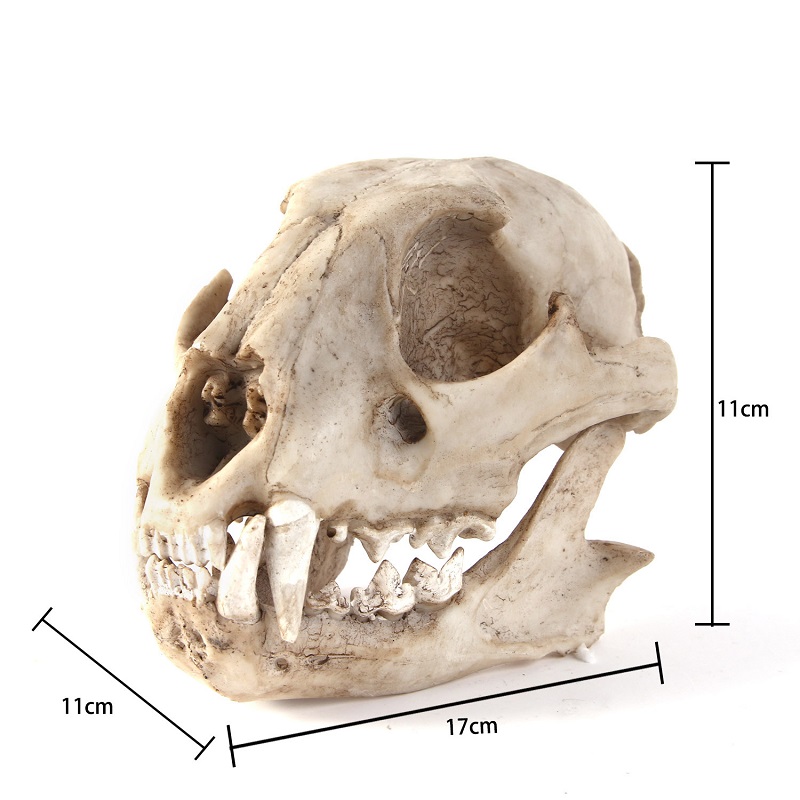 Leopard Skull Model Resin Craf - огляд і ціна Art Craft Zoo