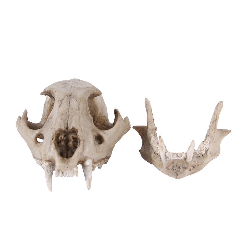 Leopard Skull Model Resin Craf - огляд і ціна Art Craft Zoo