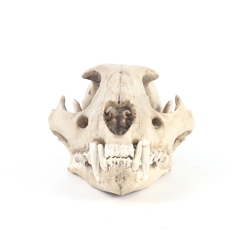 Leopard Skull Model Resin Craf - огляд і ціна Art Craft Zoo